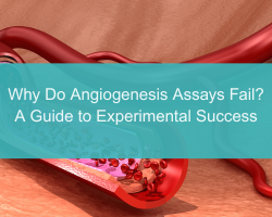 Why Do Angiogenesis Assays Fail? A Guide to Experimental Success - cover